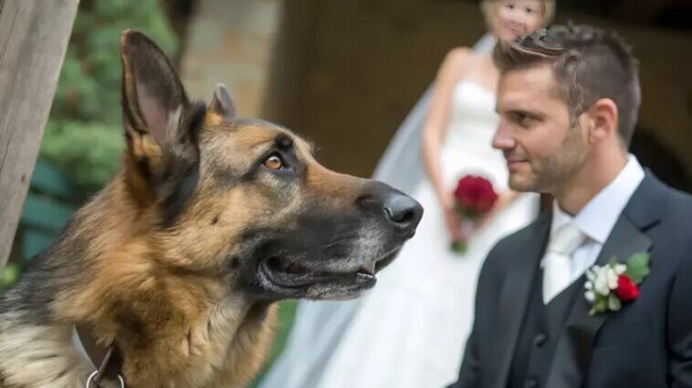 Κατά τη διάρκεια του γάμου, ο σκύλος ξαφνικά δάγκωσε τη νύφη στο χέρι: όταν ο γαμπρός κατάλαβε γιατί ο σκύλος το έκανε αυτό, ακύρωσε τον γάμο
