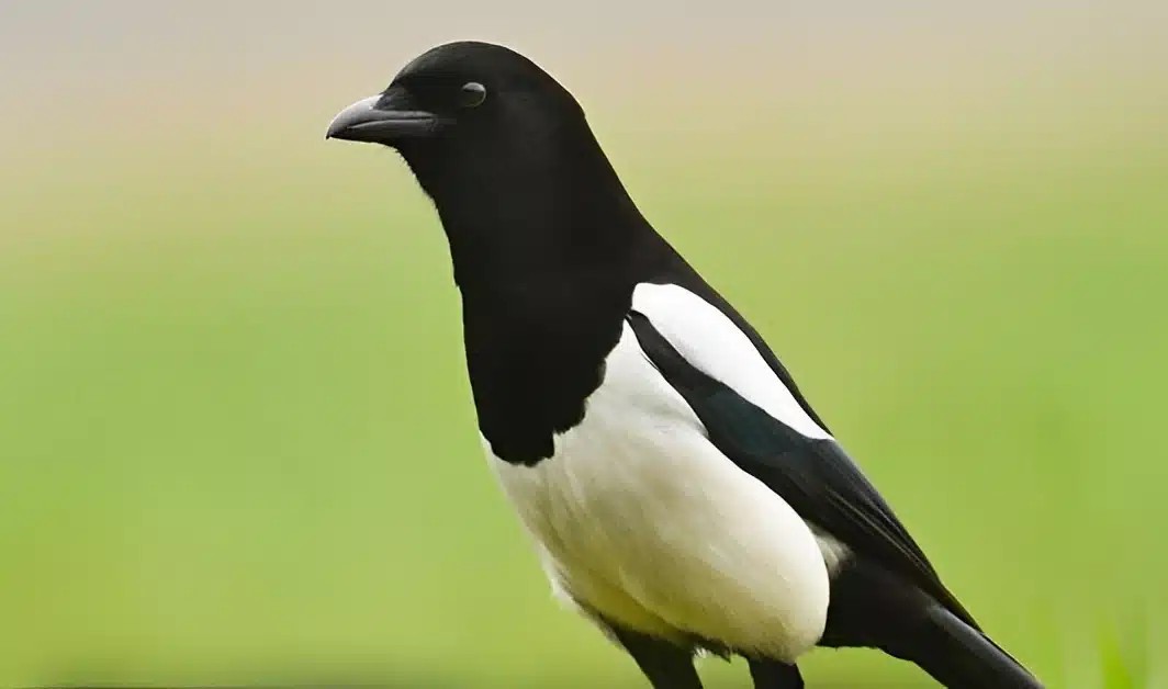 Καρακάξα στο σπίτι σας: Να τι σημαίνει – Η σημασία της επίσκεψης