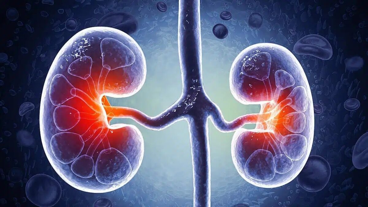 Η διατροφή που «σώζει» τα νεφρά – Τι να κόψετε αμέσως και τι να τρώτε κάθε μέρα