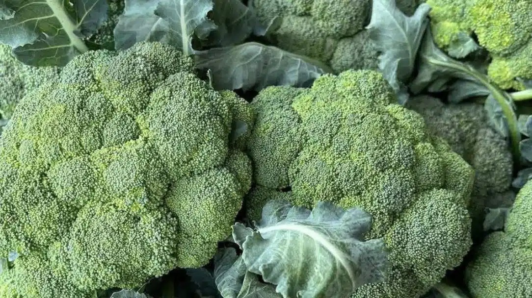 Οι γιατροί Aπoκαλuπτouv ότι το πράσινο μπρόκολο…