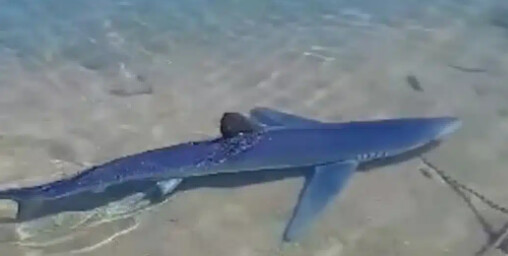 Τρóμος στη Γλυφάδα σήμερα – Εμφανίστηκε καρχαρίας 3 μέτρων