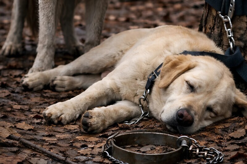 Ένας άντρας πήγε τον σκύλο του στο δάσος και τον έδεσε σε ένα δέντρο, ελπίζοντας να τον ξεφορτωθεί. Κανείς όμως δεν μπορούσε να φανταστεί τι θα έκανε ο λύκος στον σκύλο