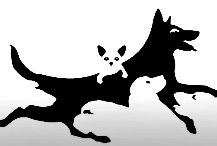 Πόσα σκυλιά βλέπετε στην εικόνα; Μεγάλη δοκιμασία για την ψuxικn σας ηλικία