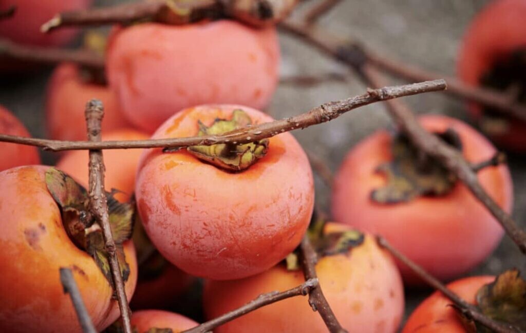 Οι ιδιότητες του λωτού, του γλυκού φθινοπωρινού φρούτου
