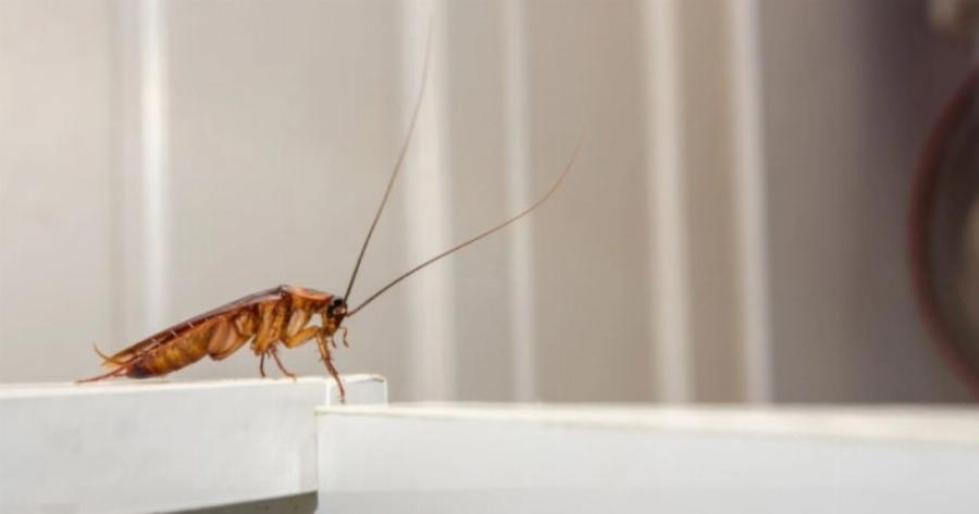 Δεν πάει ο νους σας: 8 πράγματα που κάνετε και γεμίζει το σπίτι κατσαρίδες και κουνούπια