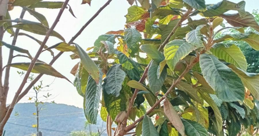 Βοηθάει στην παράγωγη ινσουλίνης, καθαρίζει τα νεφρά, απομακρύνει το ουρικό οξύ και ρυθμίζει την πίεση