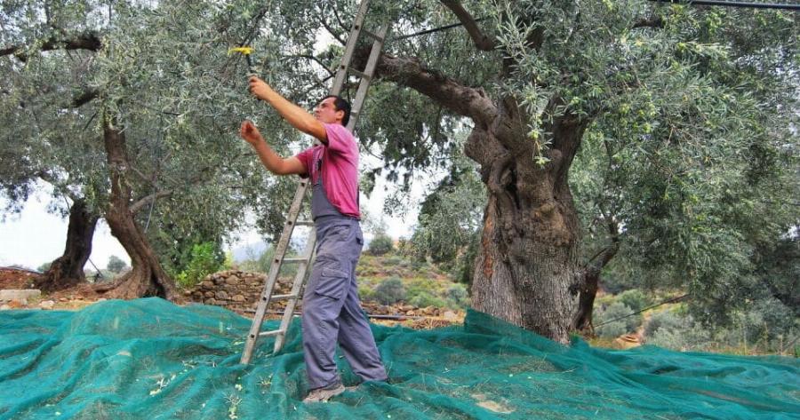 Μεροκάματα 60€ στην Ελιά & Απαιτήσεις για Φρέντο: Τι Καταγγέλλουν οι Παραγωγοί
