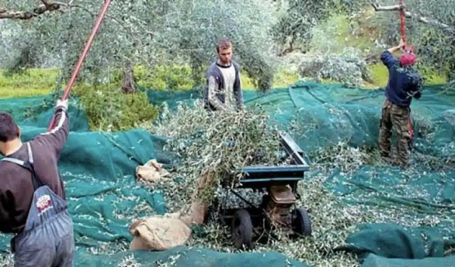 Μεροκάματα 60€ στην Ελιά & Απαιτήσεις για Φρέντο: Τι Καταγγέλλουν οι Παραγωγοί