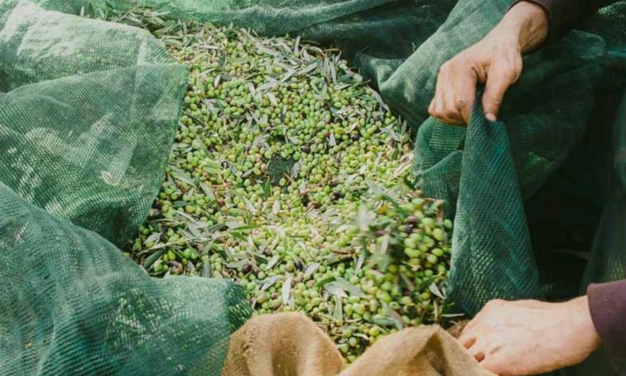 Μεροκάματα 60€ στην Ελιά & Απαιτήσεις για Φρέντο: Τι Καταγγέλλουν οι Παραγωγοί