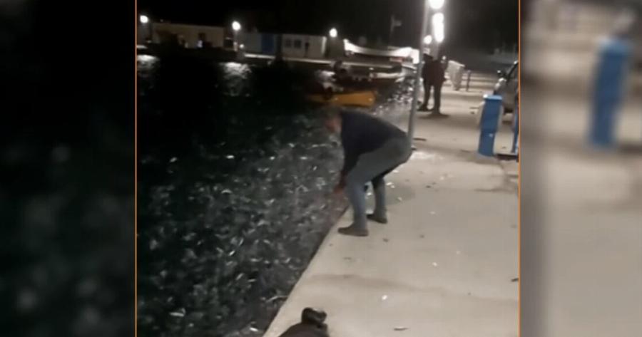 Χαμός στα Κουφονήσια με σαρδέλες που κατέκλυσαν το λιμάνι – Το βίντεο που κάνει το γύρο του διαδικτύου