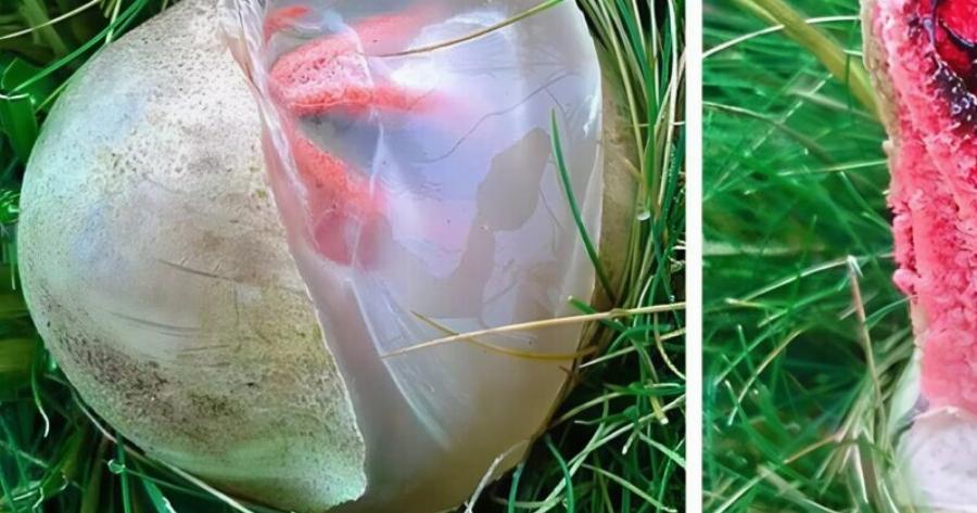 Στην αυλή βρήκα ένα γλοιώδες, κοκκινωπό πλάσμα που έβγαζε μια αηδιαστική μυρωδιά· πάγωσα από τρόμο όταν κατάλαβα τι ήταν