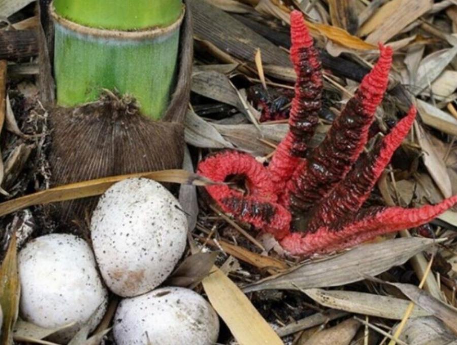 Στην αυλή βρήκα ένα γλοιώδες, κοκκινωπό πλάσμα που έβγαζε μια αηδιαστική μυρωδιά· πάγωσα από τρόμο όταν κατάλαβα τι ήταν