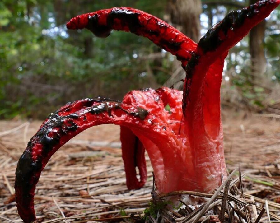 Στην αυλή βρήκα ένα γλοιώδες, κοκκινωπό πλάσμα που έβγαζε μια αηδιαστική μυρωδιά· πάγωσα από τρόμο όταν κατάλαβα τι ήταν