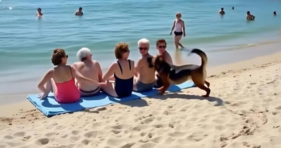 Οι φίλες χαλάρωναν στην παραλία, όταν ένα σκυλί έτρεξε προς το μέρος τους κι άρχισε να γαβγίζει δυνατά: ξαφvικά μία από τις γυναίκες xλoμιασε, κοιτάζοντας πpoσεκτικά το τρίχωμα του σκύλου