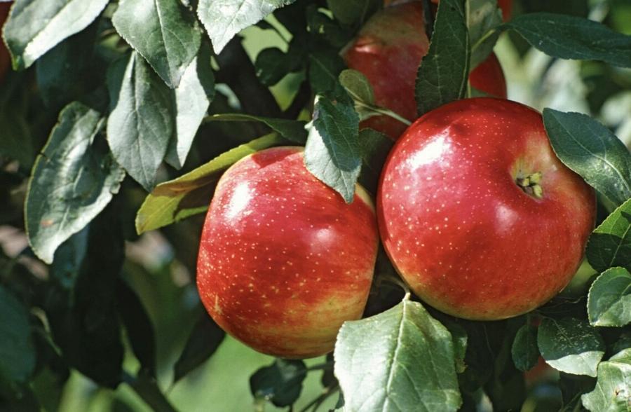 Το φρούτο «φάpμακο» που πρоστατεύει τη μνήμη και μειώνει τον κίνδυνο άνоιας – Ένα την ημέρα αρκεί