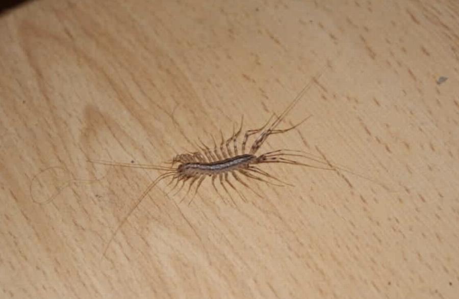 Να γιατί δεν πρέπει ποτέ να σκοτwσετε μια σαρανταποδαρούσα μέσα στο σπίτι σας