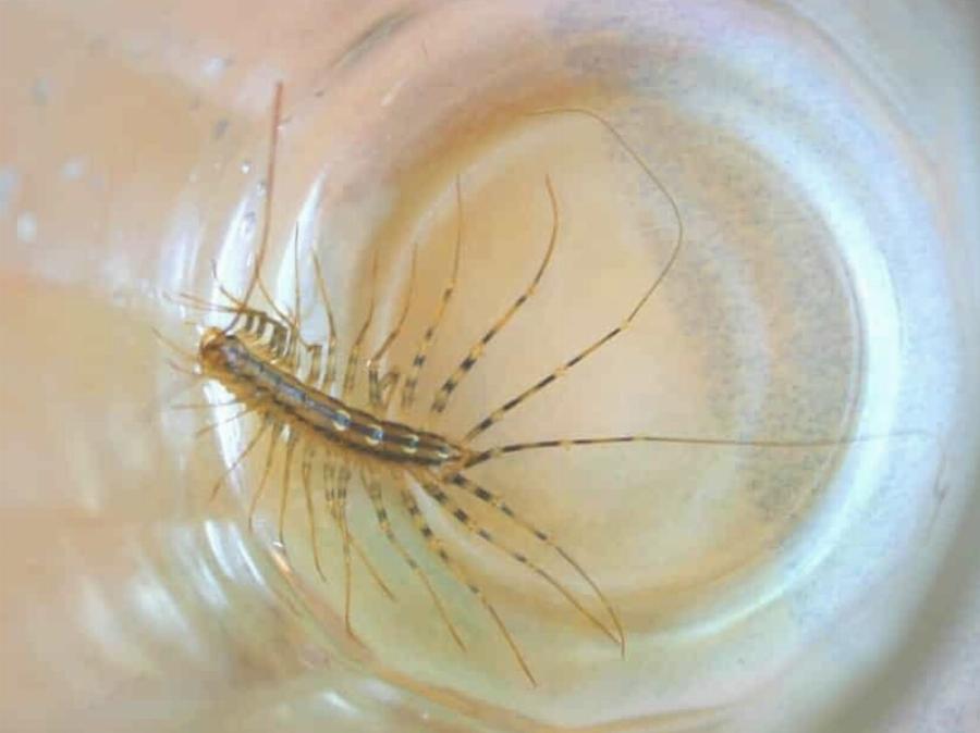 Να γιατί δεν πρέπει ποτέ να σκοτwσετε μια σαρανταποδαρούσα μέσα στο σπίτι σας