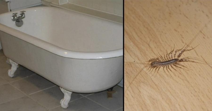 Να γιατί δεν πρέπει ποτέ να σκοτwσετε μια σαρανταποδαρούσα μέσα στο σπίτι σας