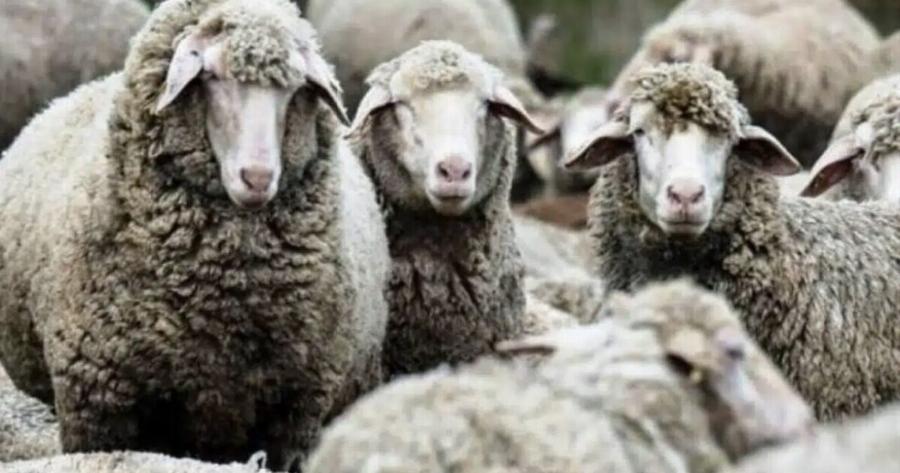 Πανώλη: Αρνί, παϊδάκια και προβατίνα τέλος!