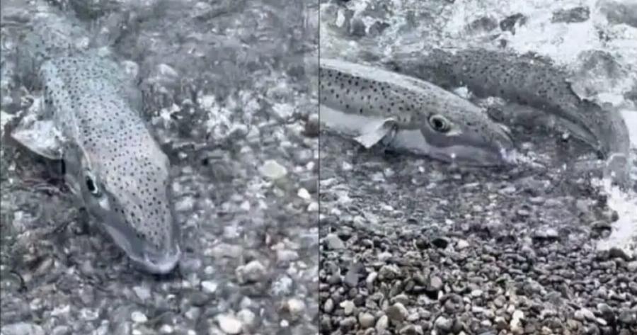 Τρέχουν έντρομοι έξω από το νερό οι λουόμενοι: Πανικός σε παραλία της Ελλάδας, τους κυνηγάνε δηλητηριώδη ψάρια