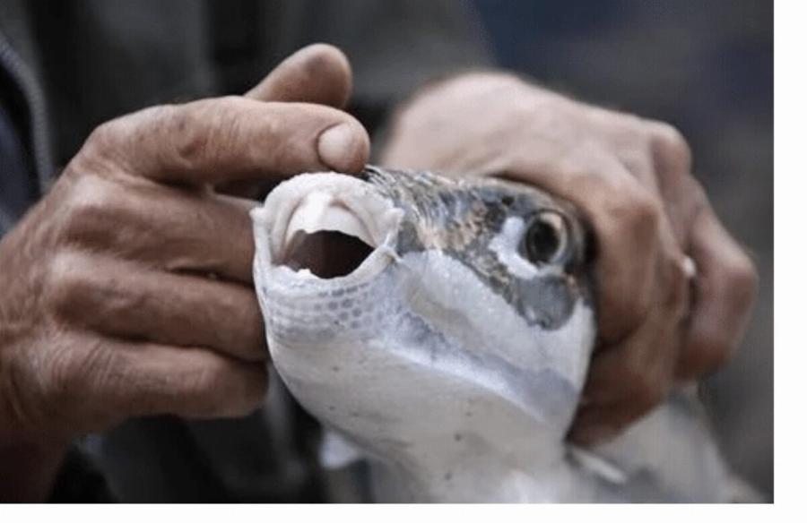 Τρέχουν έντρομοι έξω από το νερό οι λουόμενοι: Πανικός σε παραλία της Ελλάδας, τους κυνηγάνε δηλητηριώδη ψάρια