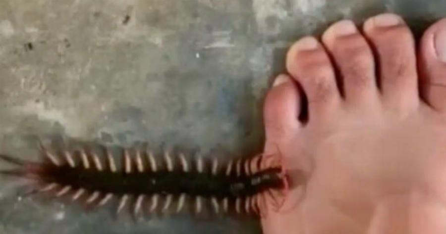 Λόγοι που δεν πρέπει να σκοτw.νετε τις σαρανταποδαρούσες