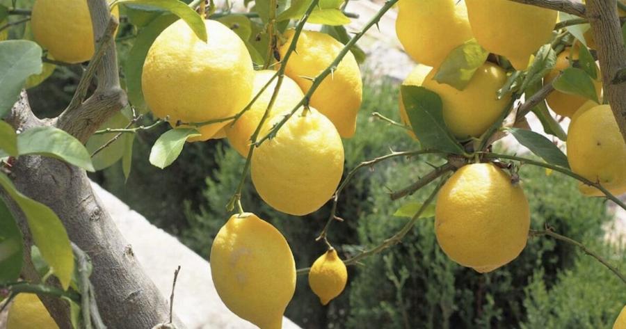 Δεν θα ξανά αγοράσετε λεμόνια: Πώς να φυτέψετε μια λεμονıά στο σπίτı και πως θα την καλλıεργήσετε σωστά