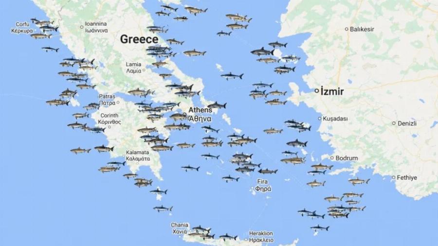 Αυτές είναι οι 6 περιοχές στην Ελλάδα που εμφανίζονται καρχαρίες