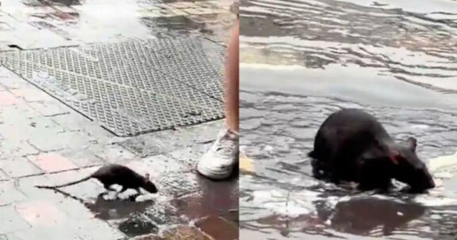 Aρουραίος που μοιάζει με τον… Ρατατούι βολτάρει ανενόχλητος στην πλατεία στο Μοναστηράκι