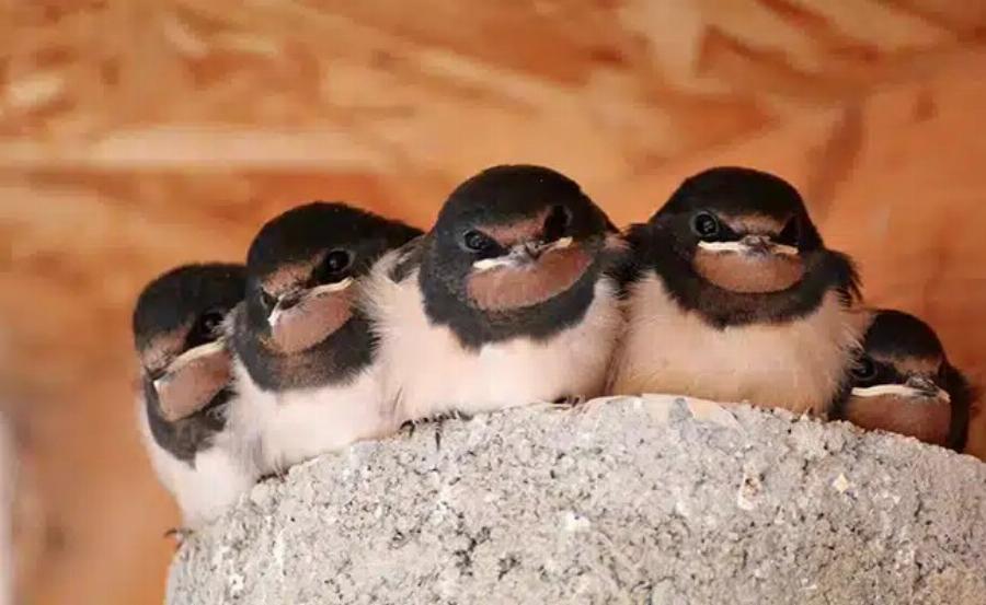 Ένα χελιδόνι έχει φτιάξει τη φωλιά του κάτω από τη στέγη ενός σπιτιού: Tι σημαίνει αυτός ο δημοφιλής οιωνός;