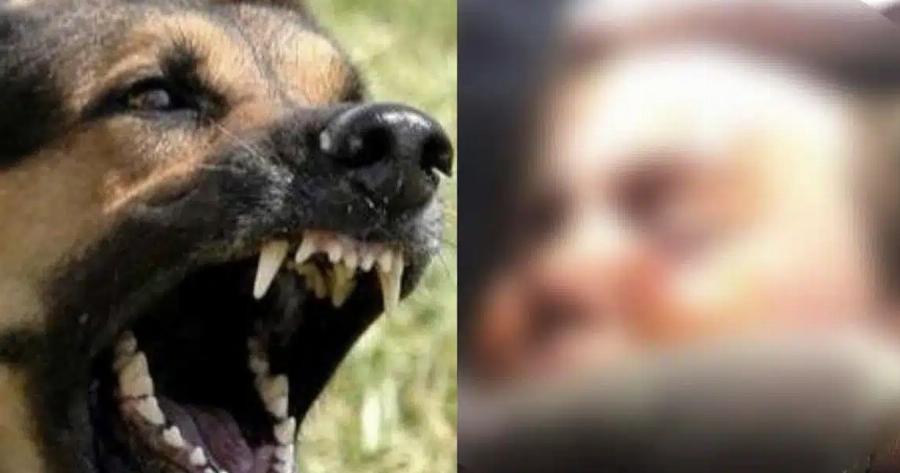 Την κατασπάραξε: Αυτή είναι η άτυχη 5χρονη που της επιτέθηκε σκύλος έξω από το σπίτι της στο Αγρίνιο