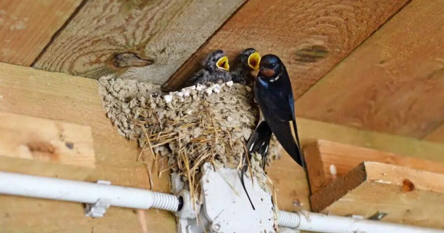 Ένα χελιδόνι έχει φτιάξει τη φωλιά του κάτω από τη στέγη ενός σπιτιού: Tι σημαίνει αυτός ο δημοφιλής οιωνός;