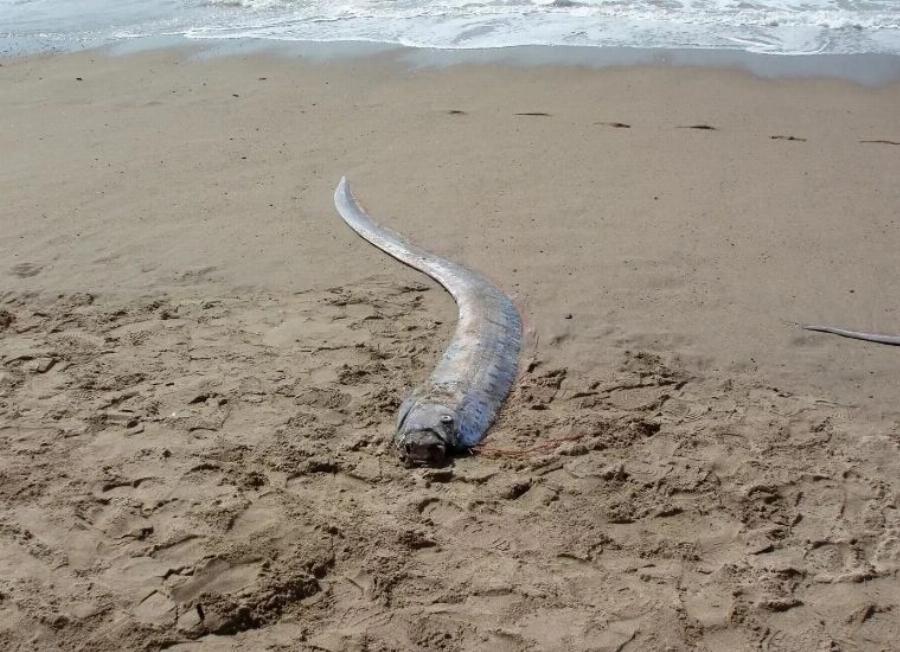 Ψαράδες έπιασαν το «ψάρι της Aπoκάλυψης» – Τι φέρνει η εμφάνισή του