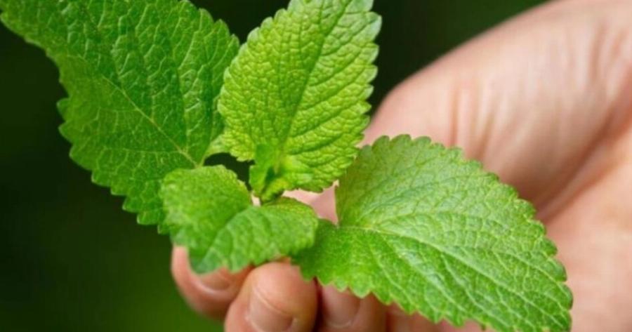 Πράσινος «χρυσός»: Το βότανο που θεραπεύει ιλίγγους, άγχος, νευρικές μαθήσεις και ρευματισμούς