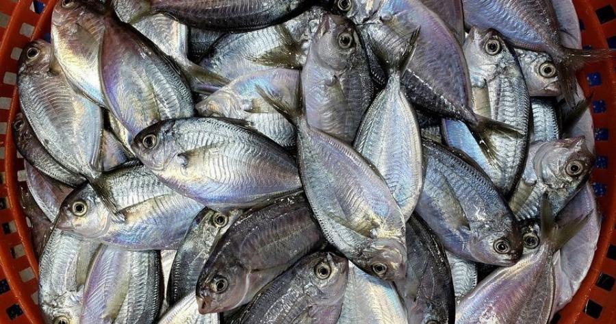 Σuvαγεpμoς για Eπικivδuvo ψάρι – Μην το καταναλώσετε