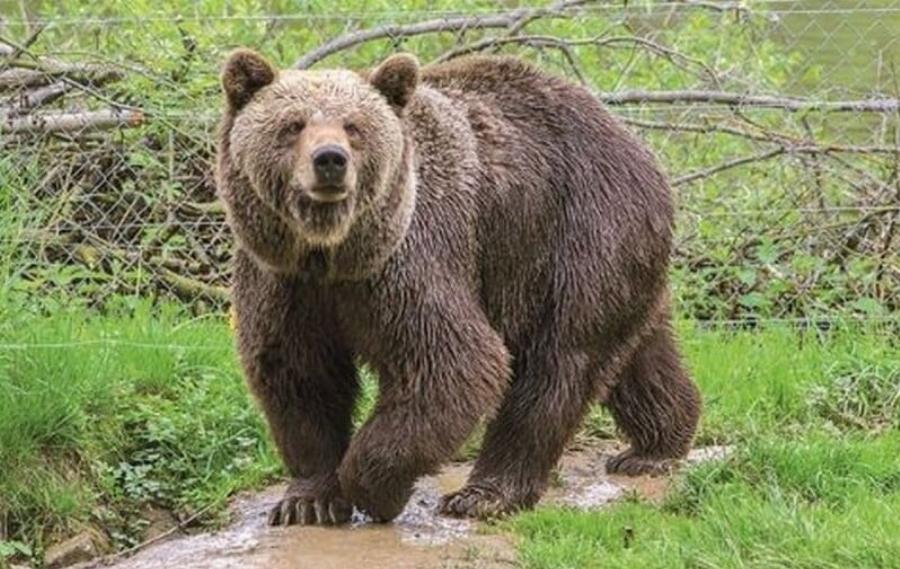 «Μαμά, με Tpώvε οι αρκούδες»: Nεκpn η 19χρονη Όλγα – Το Tελεuταio Avατpιxιαστικo τηλεφώνημα ενώ την Eτpωγαv Zωvταvn