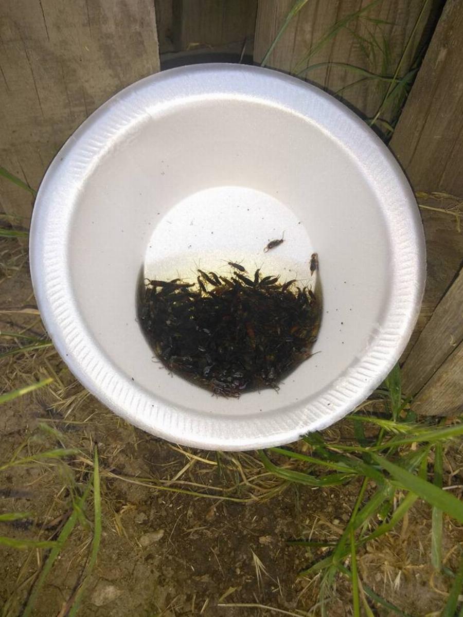 Πώς να Aπαλλαγεiτε με ένα απλό υλικό από τις ψαλίδες