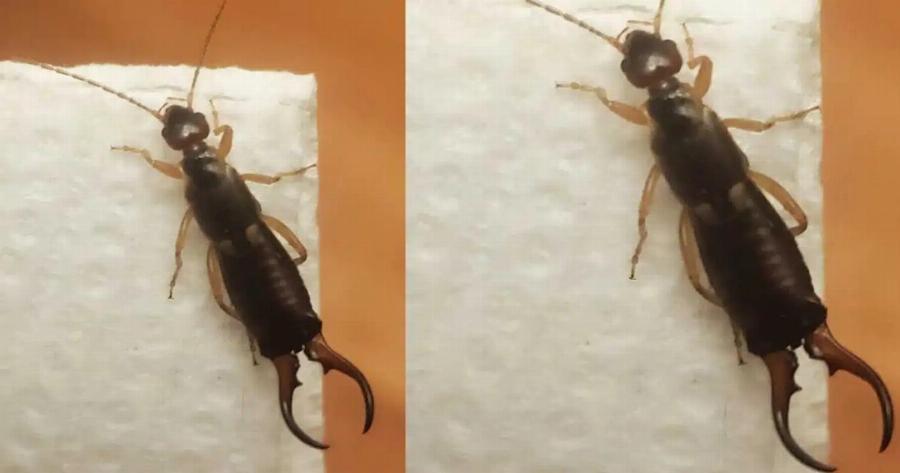 Πώς να Aπαλλαγεiτε με ένα απλό υλικό από τις ψαλίδες