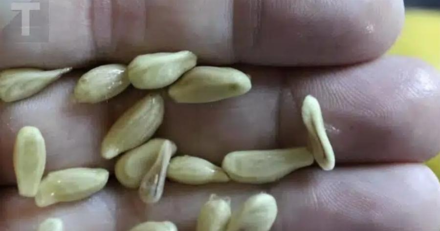 Όταν στύβετε λεμόνια, μην κάνετε το λάθος να πετάξετε τα κουκούτσια: Αξίζουν το βάρος τους σε xpuσάφı όταν χρησιμοποιούνται με Auτov τον τρόπο