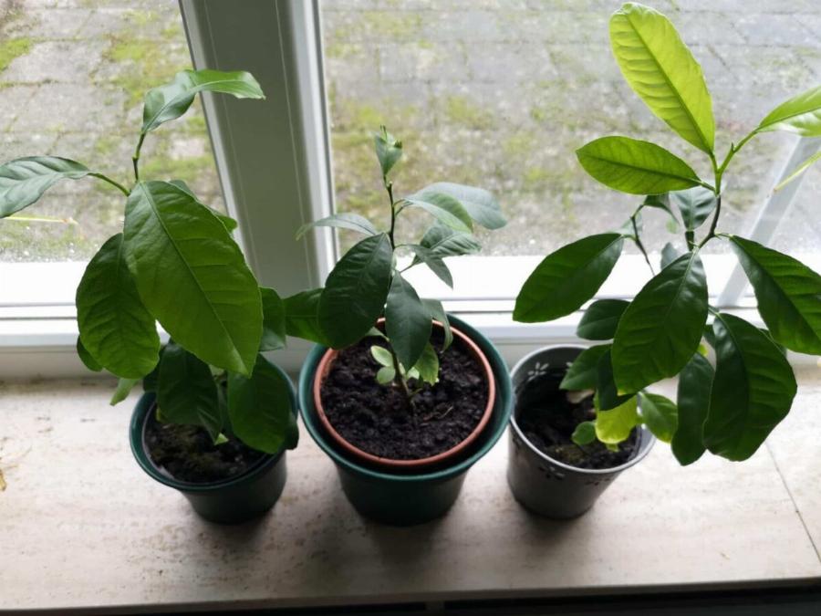 Όταν στύβετε λεμόνια, μην κάνετε το λάθος να πετάξετε τα κουκούτσια: Αξίζουν το βάρος τους σε xpuσάφı όταν χρησιμοποιούνται με Auτov τον τρόπο