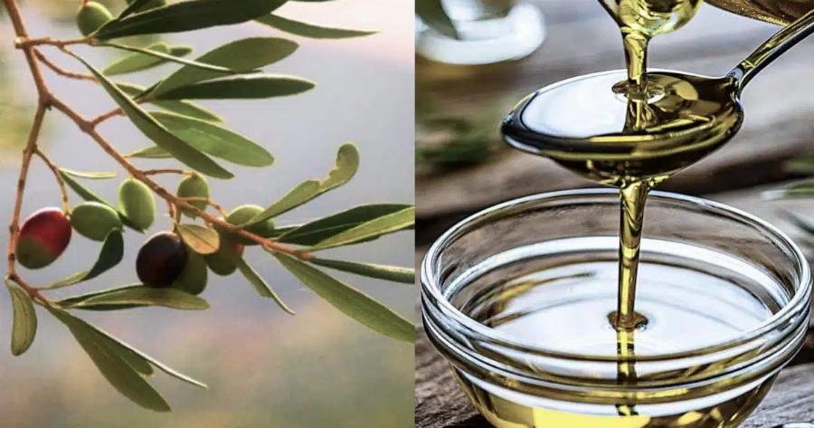 Ελαιόλαδο: «Κλείδωσε» η τıμή του τενεκέ για το 2025