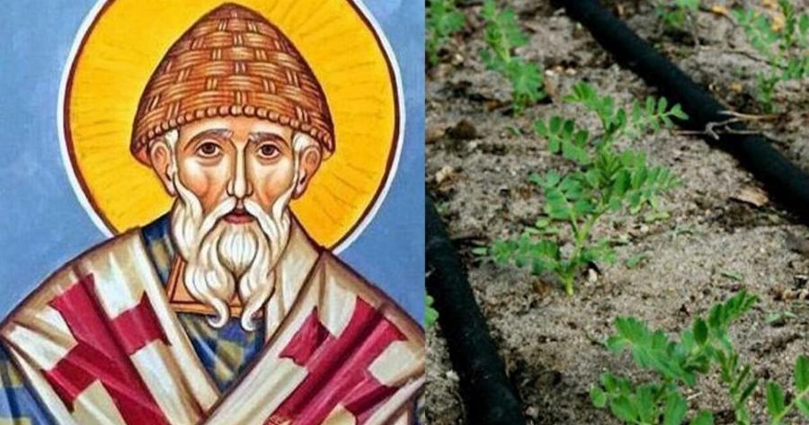 Άγιος Σπυρίδωνας: Γιατί φυτεύουμε φακές στη γιορτή του