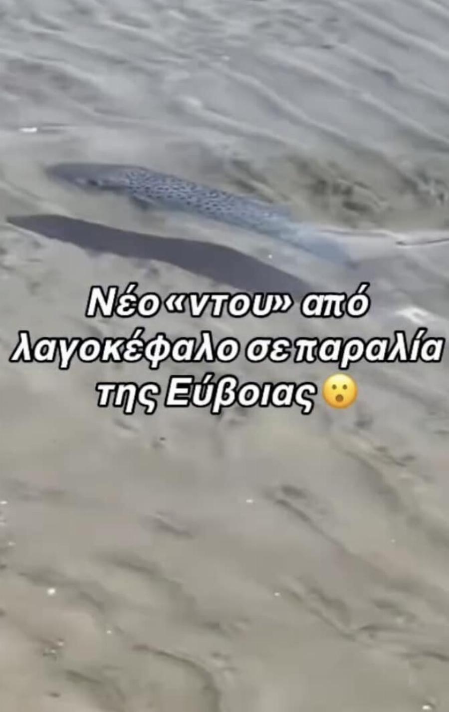 Λαγοκέφαλος βγαίνει στη στεριά με φόρα σε παραλία της Εύβοιας – Το βίντεο με τον μεγάλο πρωταγωνιστή του καλοκαιριού