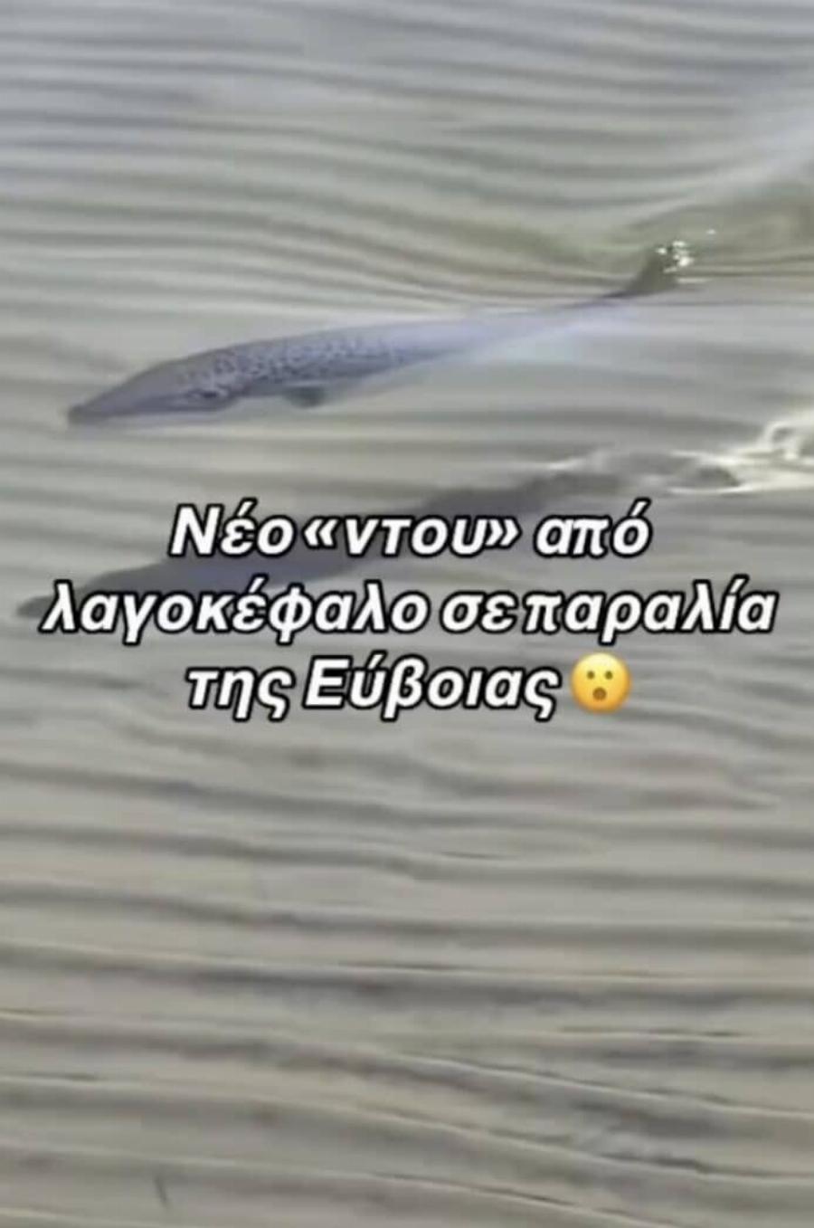 Λαγοκέφαλος βγαίνει στη στεριά με φόρα σε παραλία της Εύβοιας – Το βίντεο με τον μεγάλο πρωταγωνιστή του καλοκαιριού