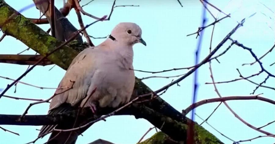 Δεκαοχτούρα κοντά στο σπίτι σας – Να τι σημαίνει