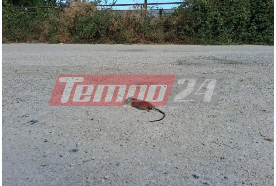 ΣΟΚ ΣΕ ΠΑΣΙΓΝΩΣΤΗ ΠΟΛΗ ΤΗΣ ΕΛΛΑΔΑΣ: ΕΧΕΙ ΓΕΜΙΣΕΙ Ο ΤΟΠΟΣ ΦΙΔΙΑ ΚΑΙ ΠΟΝΤΙΚΙΑ – ΦΟΒΟΥΝΤΑΙ ΝΑ ΑΝΟΙΞΟΥΝ ΠΟΡΤΕΣ ΚΑΙ ΠΑΡΑΘΥΡΑ ΟΙ ΚΑΤΟΙΚΟΙ ΜΗΝ ΜΠΟΥΝ ΜΕΣΑ