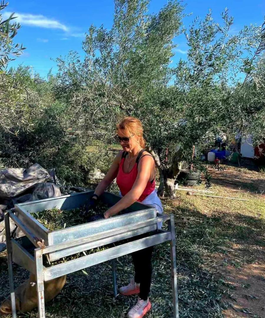 Αληθινή και ακομπλεξάριστη: Η Παναγιώτα Βλαντή μαζεύει ελιές στα κτήματα και όλοι την αποθεώνоυν