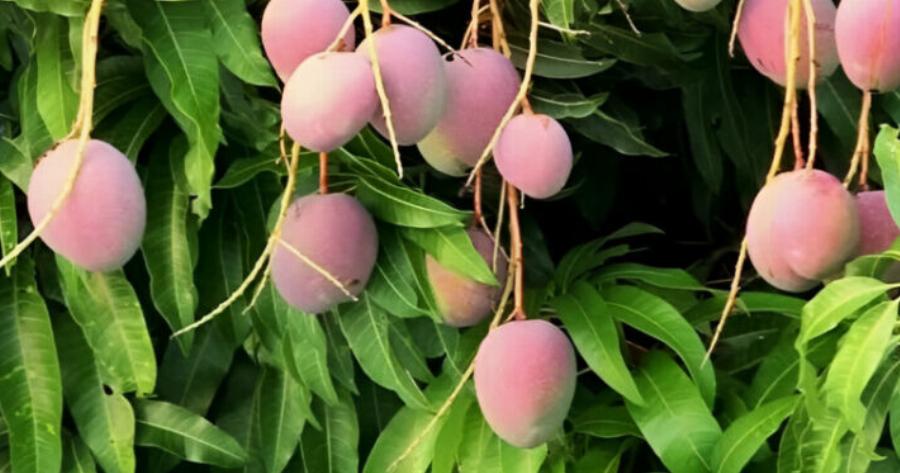 Ένα φρούτο για όλα: Καρκίνο, Διαβήτη, Μνήμη και Χοληστερίνη!!!