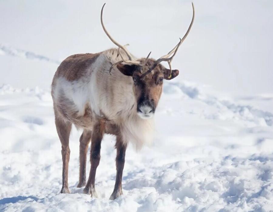 Στον αυτοκινητόδρομο, οι οδηγοί έγιναν μάρτυρες ενός χριστουγεννιάτικου θαύματος
