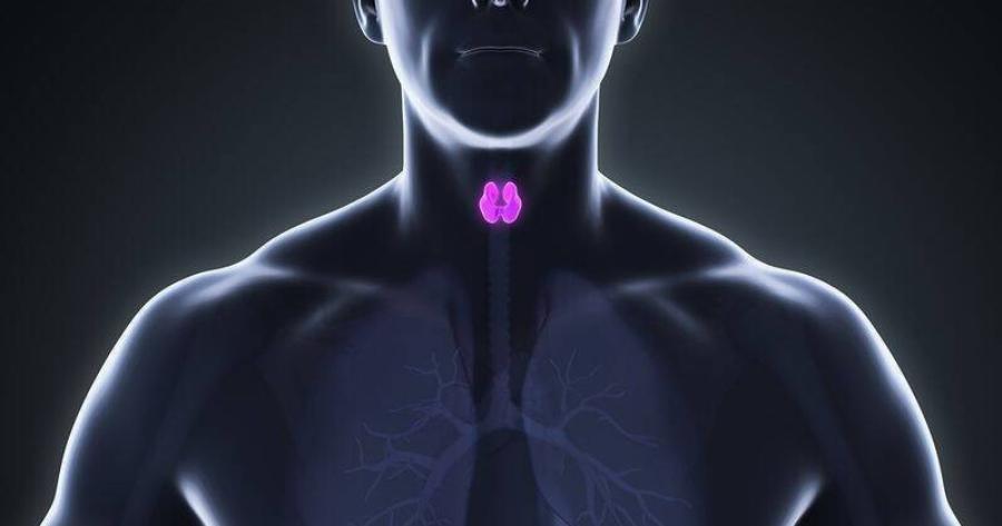 Φερριτίνη και σίδηρος: Ποια συμπτώματα συνδέονται με τη χαμηλή φερριτίνη – Η σχέση τους με τον θυρεοειδή;